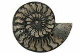 Cut/Polished Ammonite Fossil - Unusual Black Color #199171-2